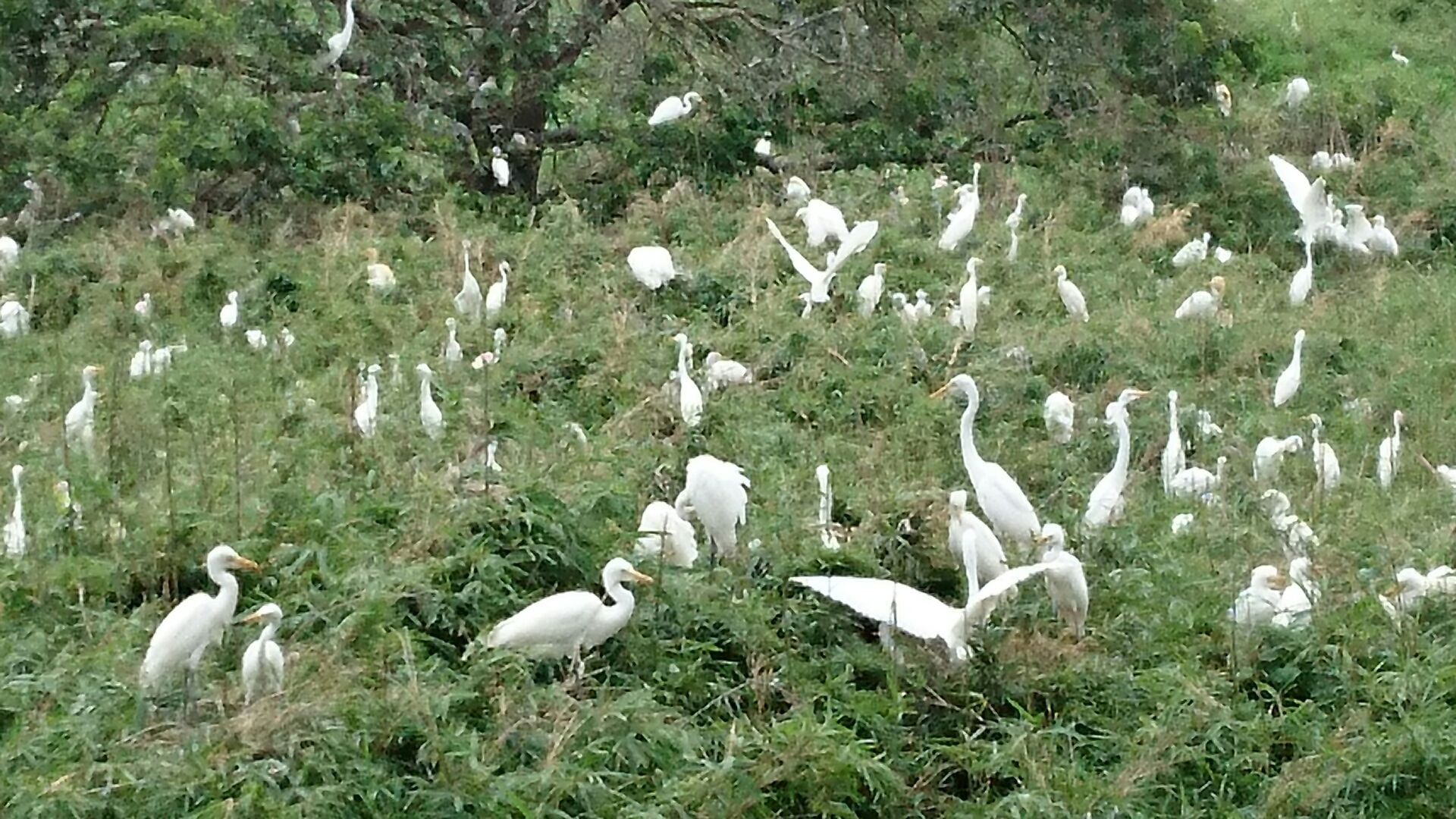 🏞️ 백로 공원(시라사기 공원) 이미지 4